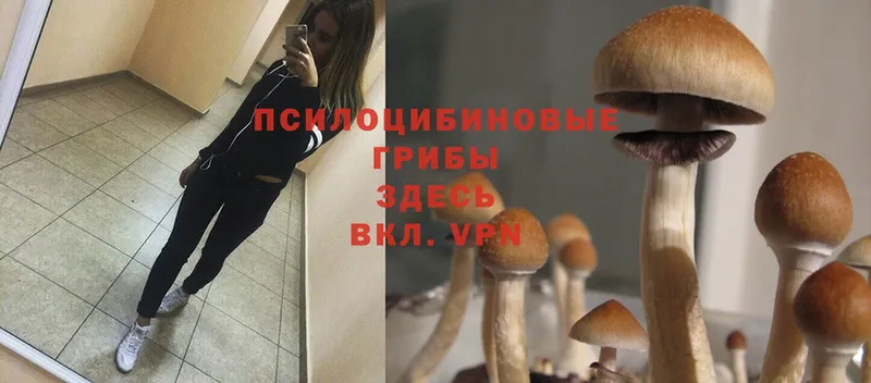 купить  цена  Кохма  Псилоцибиновые грибы Magic Shrooms 